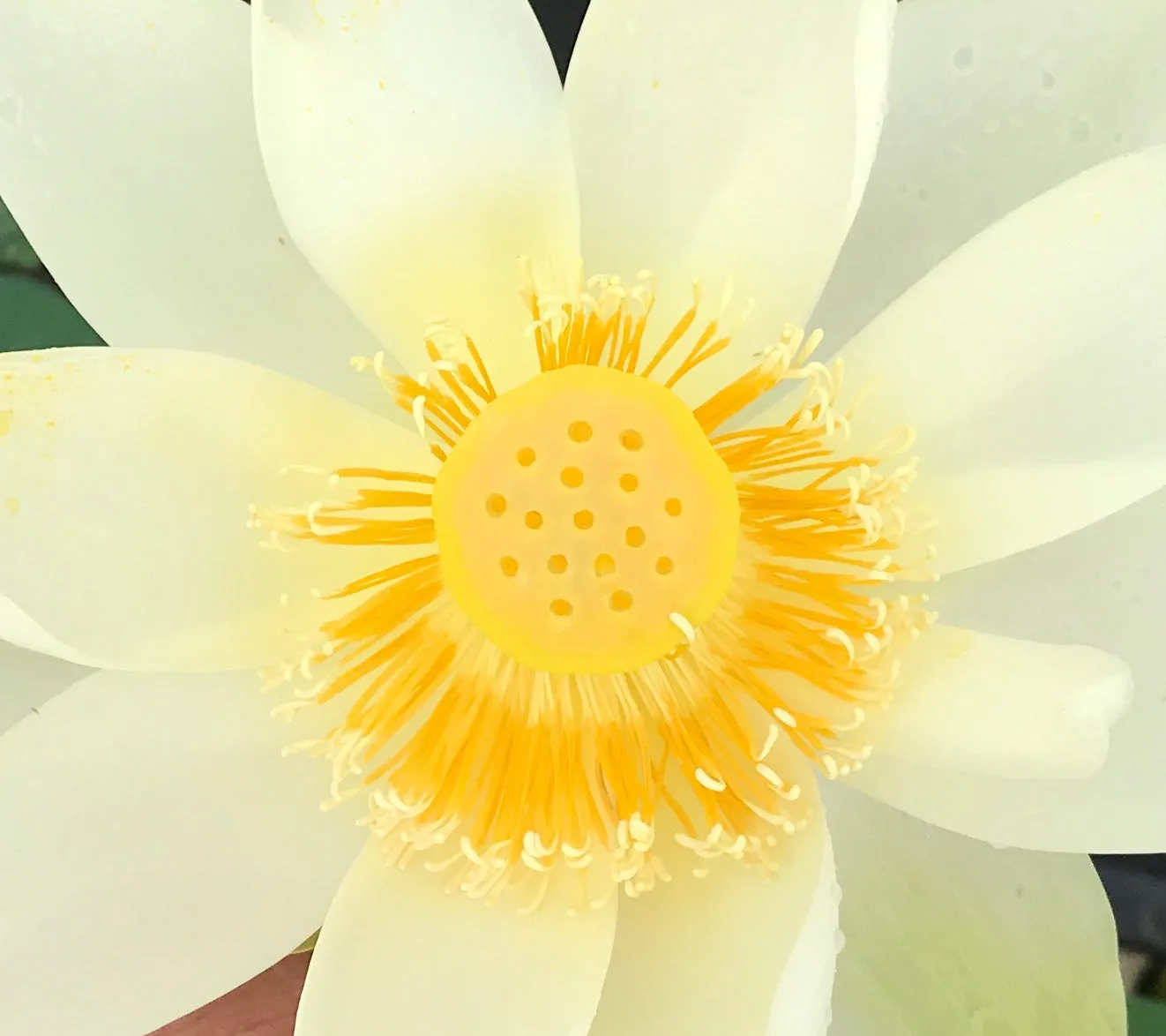 Nanjing Noble Lotus  <br>  Long petaled white blooms!