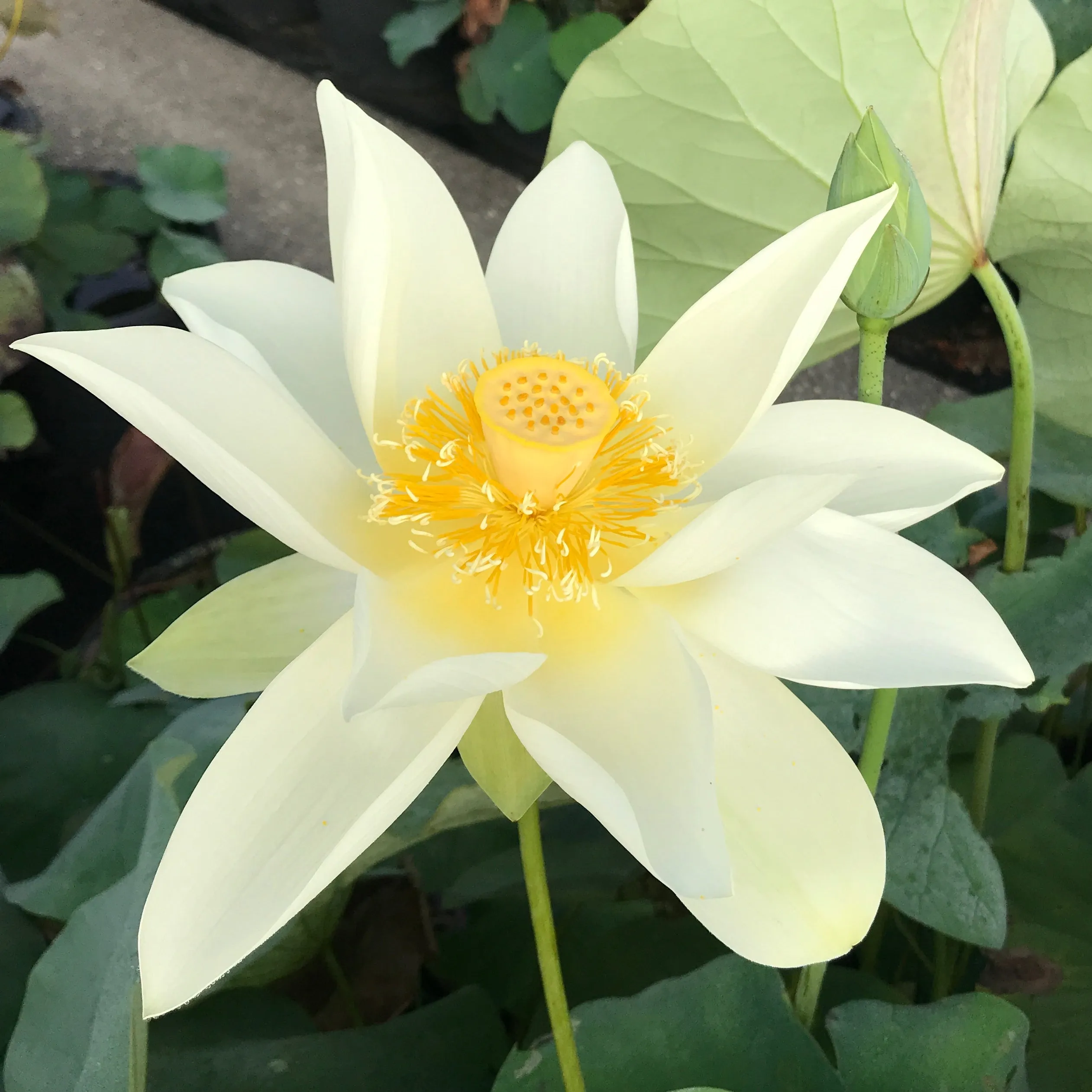 Nanjing Noble Lotus  <br>  Long petaled white blooms!