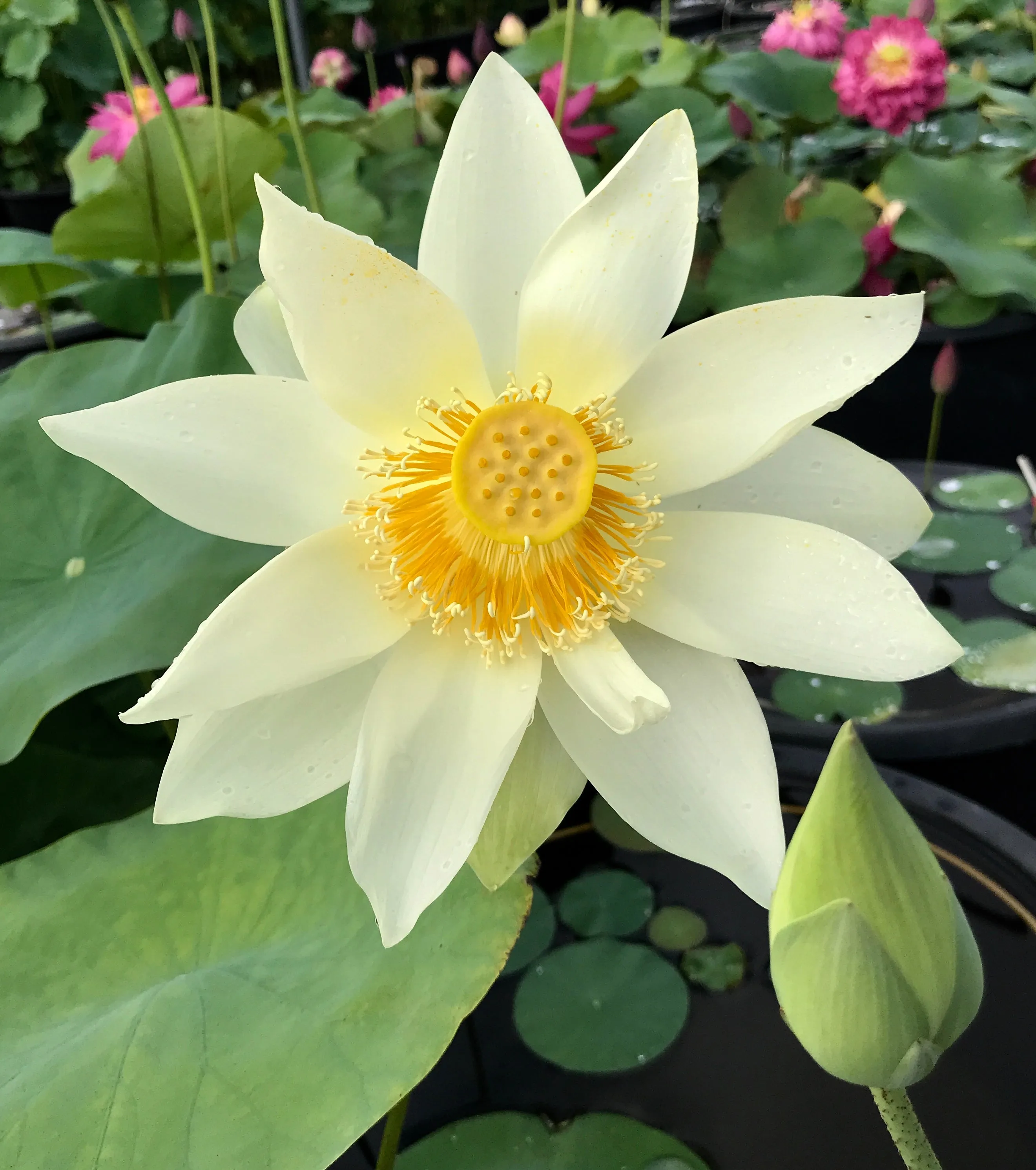 Nanjing Noble Lotus  <br>  Long petaled white blooms!