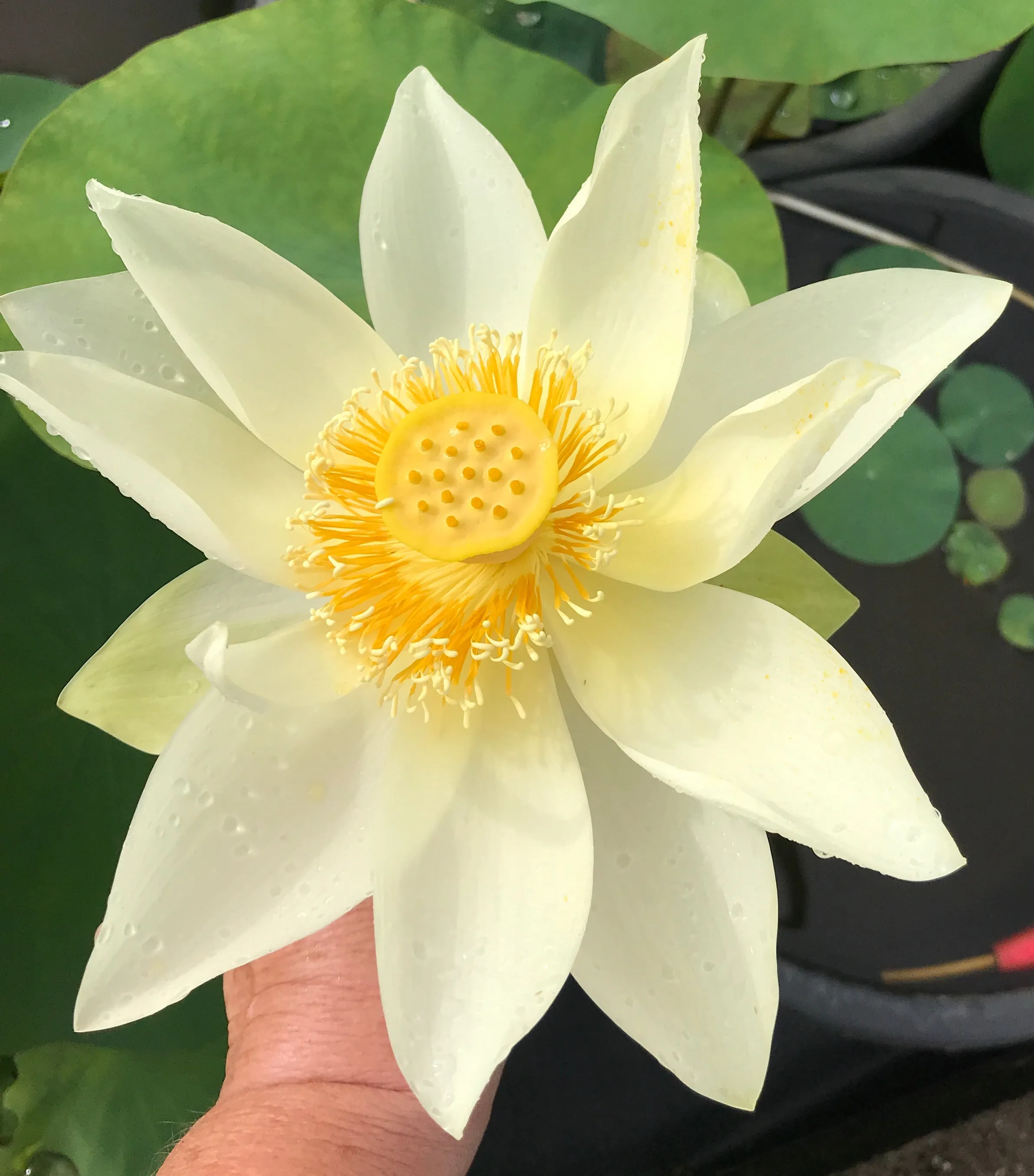 Nanjing Noble Lotus  <br>  Long petaled white blooms!